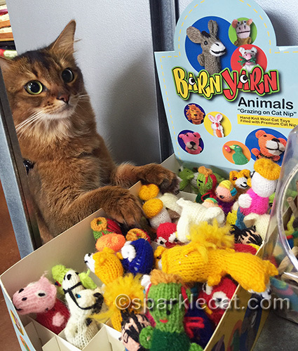 somali cat looking at Barn Yarn cat toys