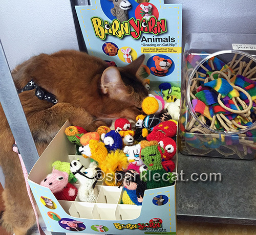 somali cat burying her face in a bunch of catnip toys