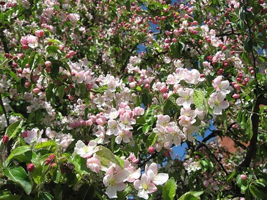Apple blossoms