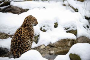 Amur leopard (Photo: Sebastien Bozon/AFP/Getty Images)