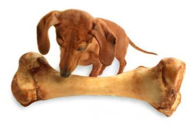 DogNBone