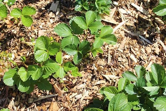 wood-chip-mulch-strawberries