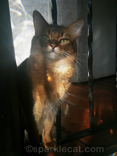 somali cat in turret of house