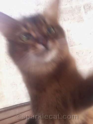 somali cat sets up selfie