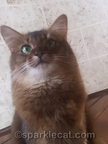 somali cat looking up at camera