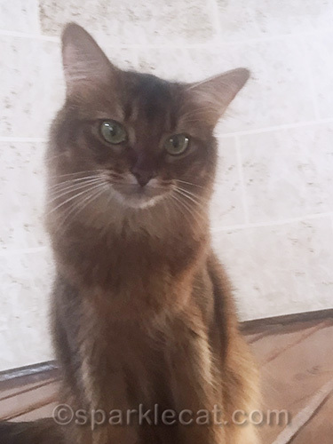 somali cat posing for selfie in turret