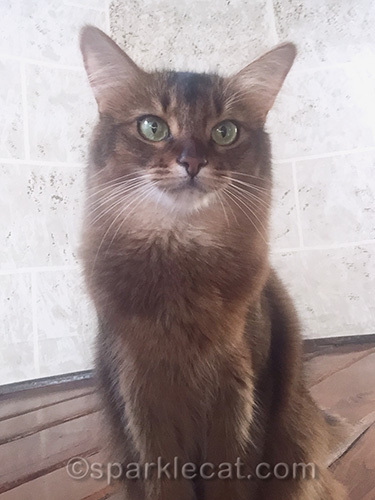 somali cat posing in turret for a selfie
