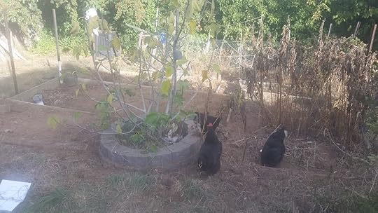 photo 20160507_145857_zpsirhkciv2.jpg