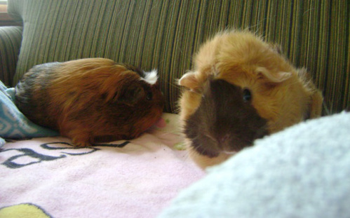 Peregrine and Ozma, they're still working on their mystery solving friendship. It would help if Pere wasn't so nippy. 