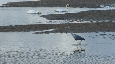 Swans and Heron