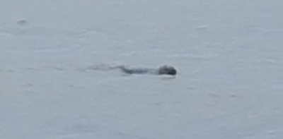 Seal