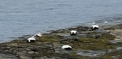 Eider Ducks