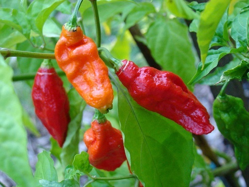 bhut_jolokia