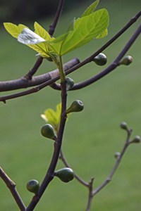 My abundant fig just starting to fruit.