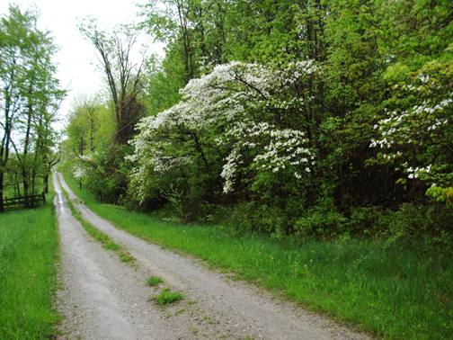 lane