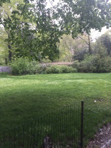 Central Park: very green and very deserted 