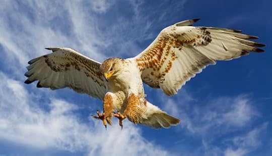 Ferruginous Hawk (Buteo regalis): 