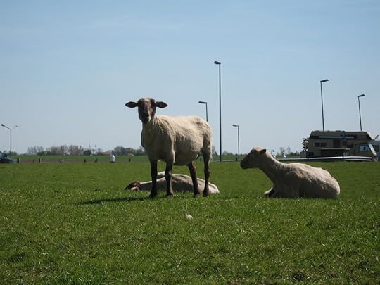 East Frisia sheep