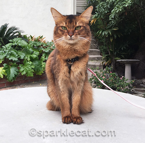 somali cat sitting on concrete table outside