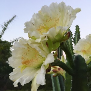 Becoming a mother was wondrously life-defining for me, worldview shattering in every good way. I give thanks for my two children every single day.