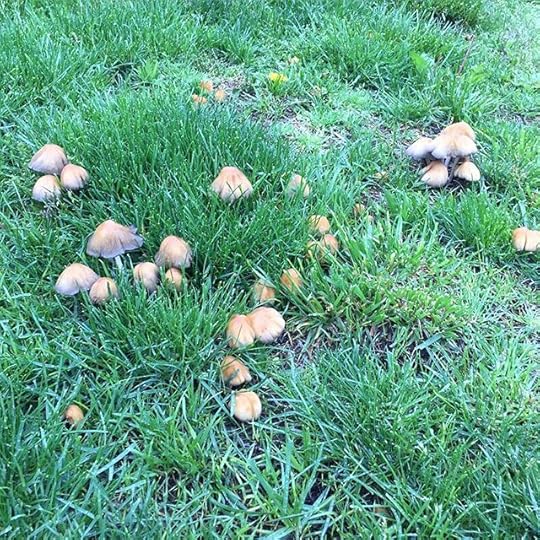 Smurfs' village. #mushrooms