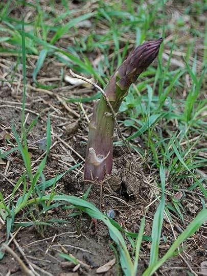 asparagus