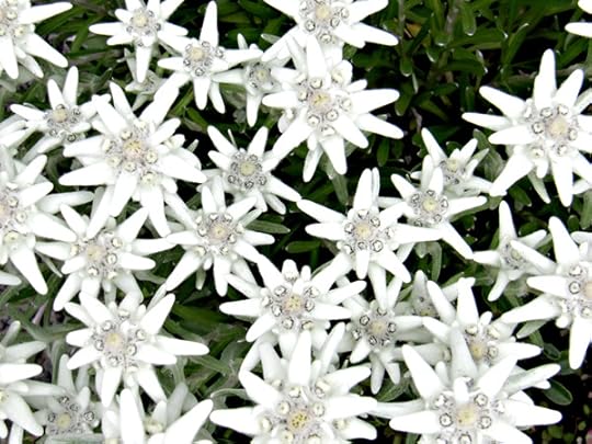 …edelweiss…