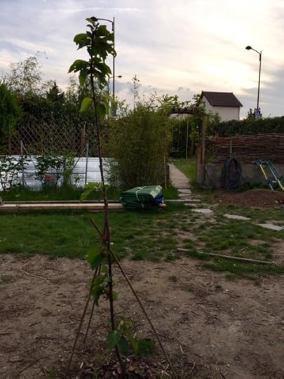 garden 3