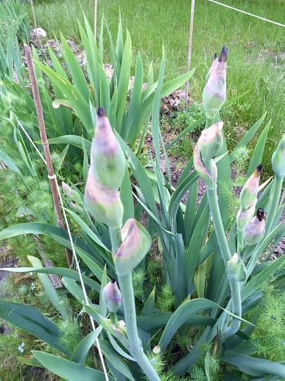 garden 4