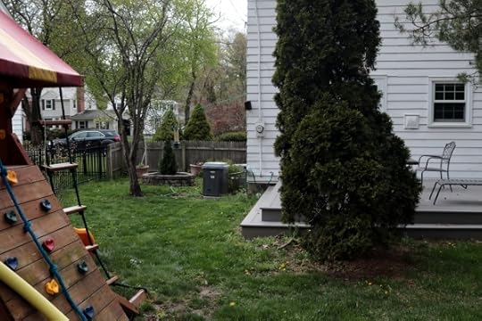 The original arbor vitae that Emmy loved, and her memorial shrub.