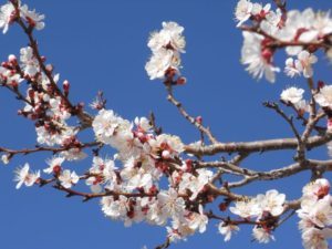 Bay Area Taos Apricots 2