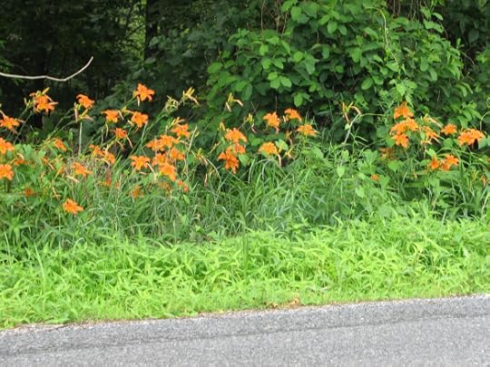 Roadside-Tiger-Lillies