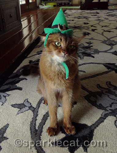annoyed somali cat wearing elf hat