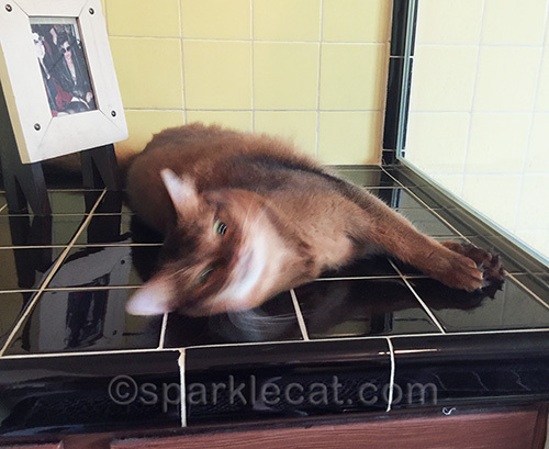 somali cat in motion on bathroom counter