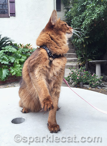 somali cat with paw raised, looking away