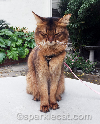 somali cat with eyes shut