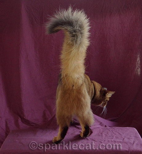 somali cat photographed from behind with tail up