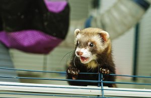 ferrets