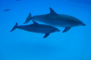 Dolphins