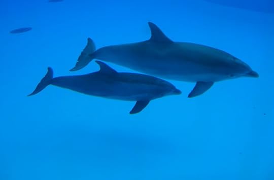 Dolphins