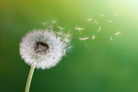 Dandelion