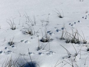 snow-670305_640