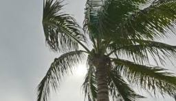 Majestic Frond FDA Approval