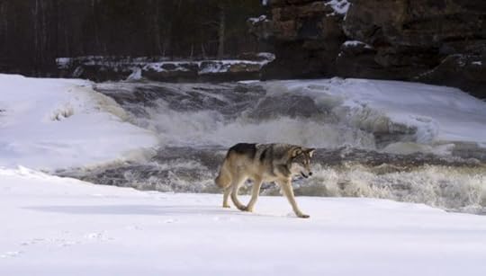 Un lobo (GTRES) Controlled conditions Gray Wolf B2727_227685 B2727 227685 Canis lupus walking Winter snow rapids river rocks USA captive mammal mammals animal animals wildlife north america north american america american usa ZB2727_227685_0033