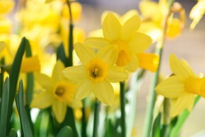 daffodils