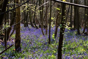 bluebells