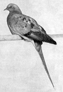 Passenger_pigeon