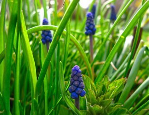 muscari