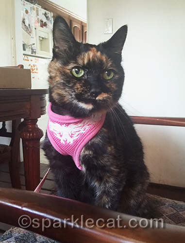 tortoiseshell cat in harness