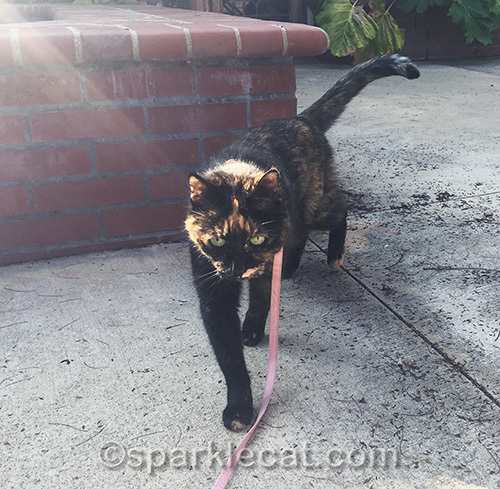 tortoiseshell cat prowling the back patio on a leash